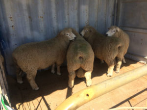 2 tooth rams in shipping container at Napier wharf, about to set sail for the Chatham Islands